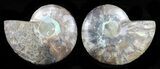 Cut & Polished Ammonite Fossil - Agatized #58715-1